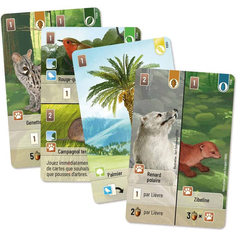 jeu de societe foret mixte exploration boite cartes